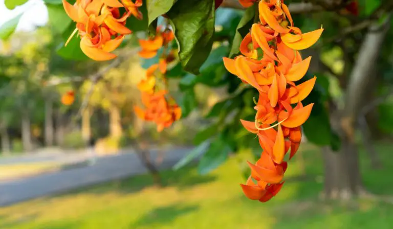 11 Outrageously Orange Flowering Trees for Your Garden