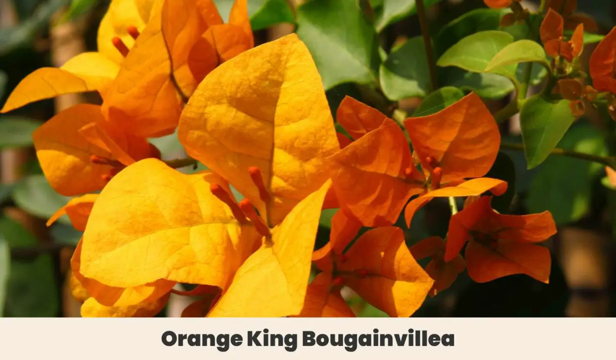 Orange King Bougainvillea