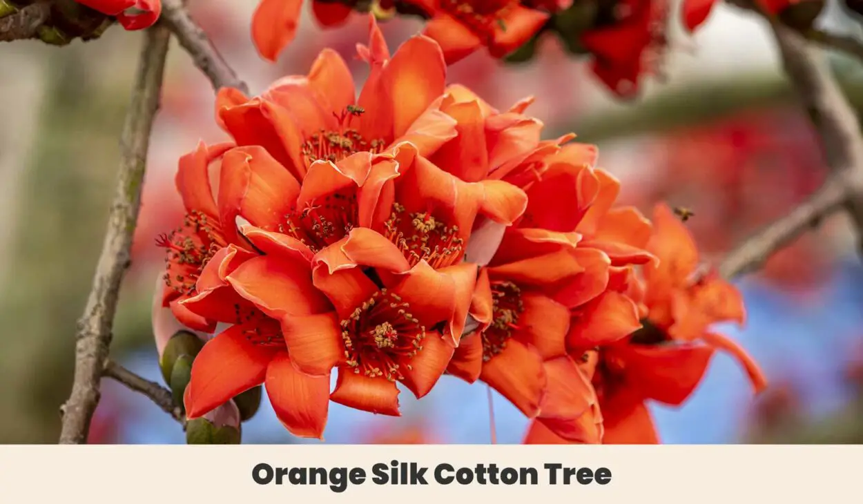 Orange Silk Cotton Tree