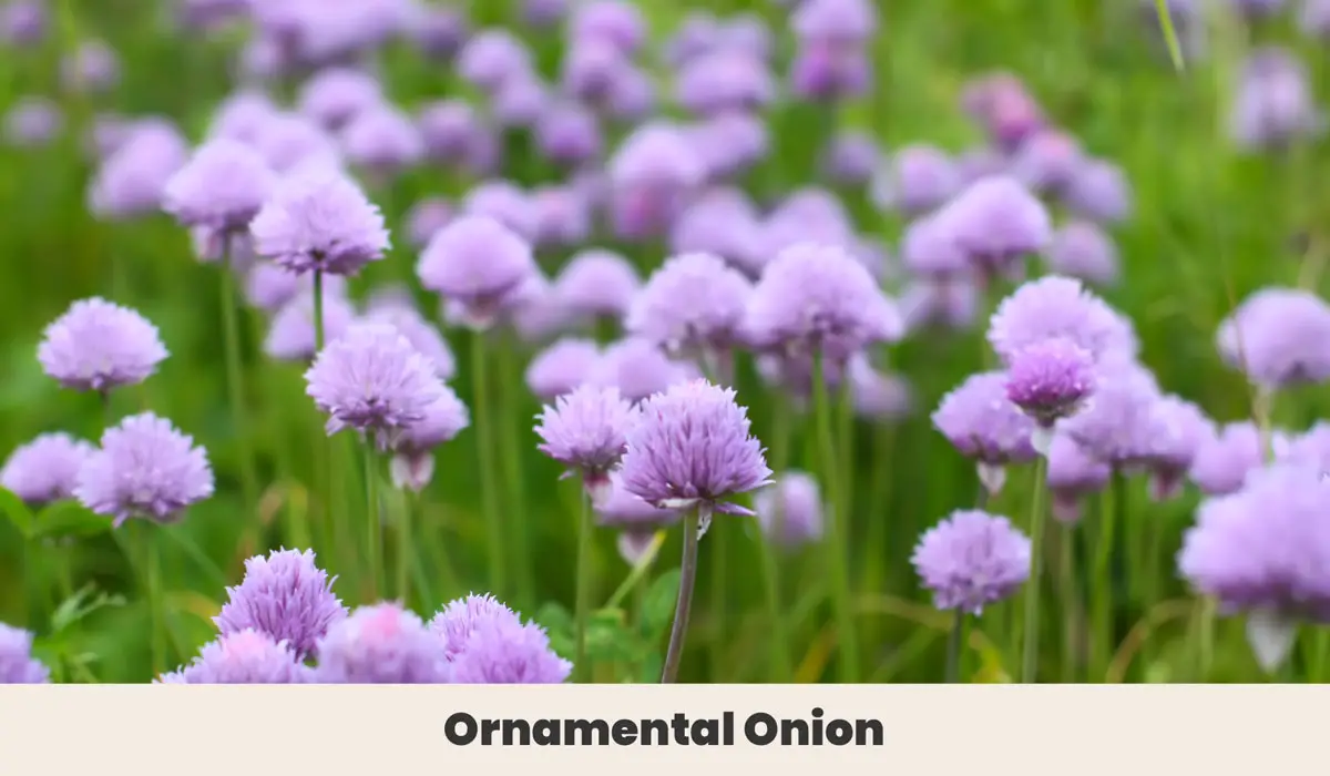 Ornamental Onion