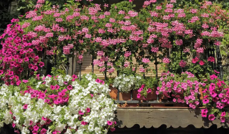 11 Flowering Plants for a Small Beautiful Balcony