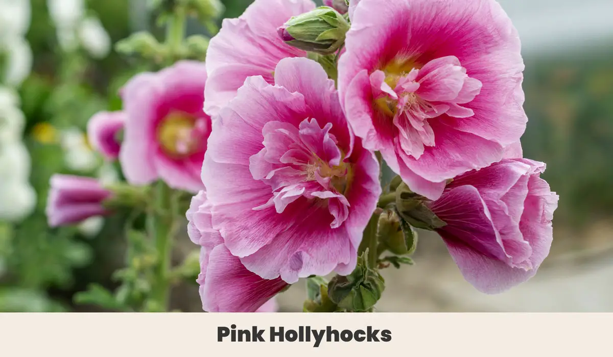 Pink Hollyhocks