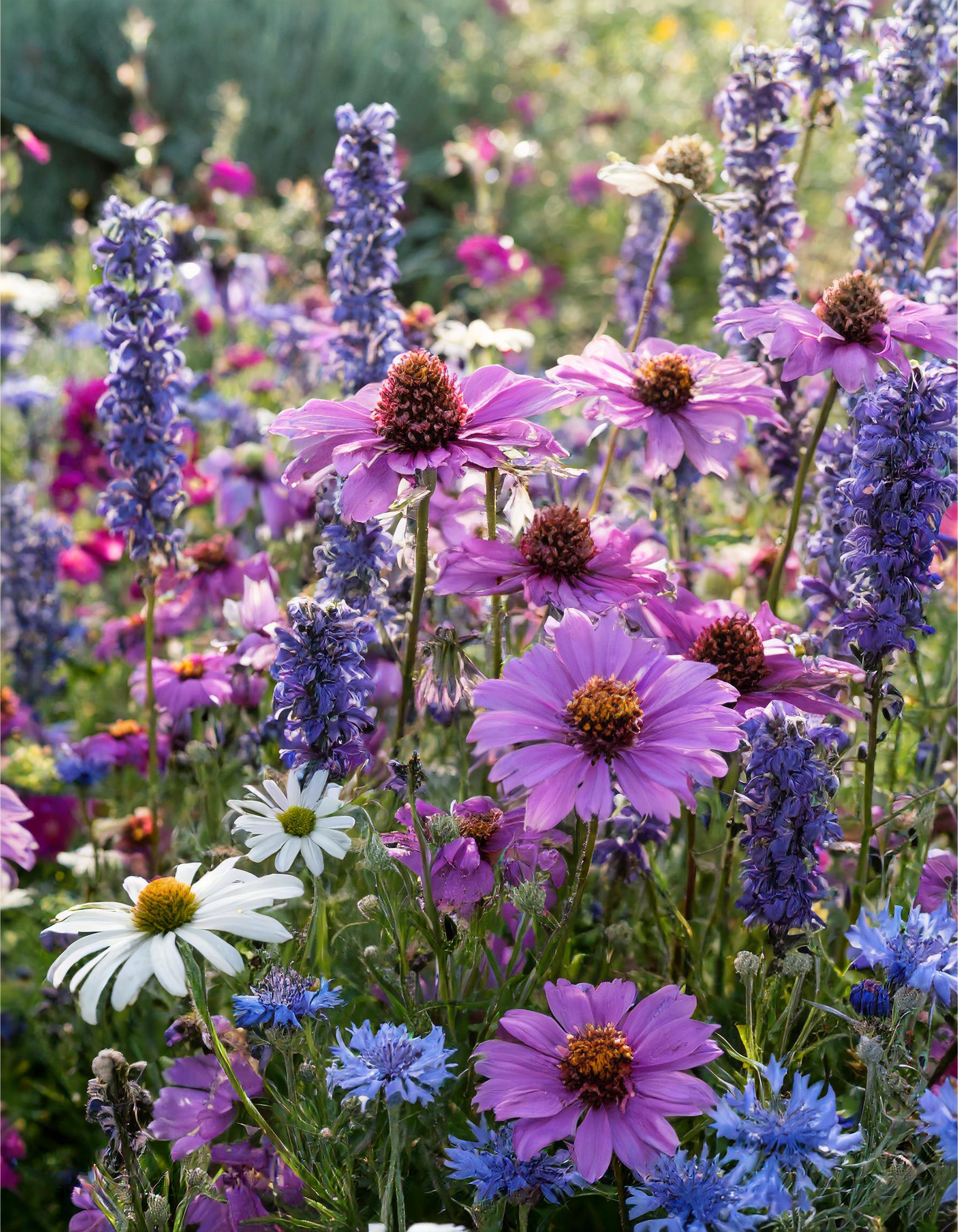 purple perennial flowers