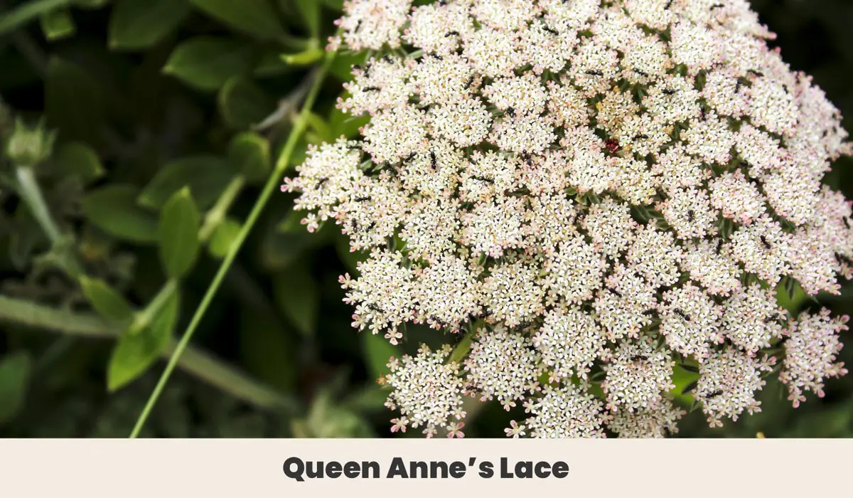 Queen Annes Lace