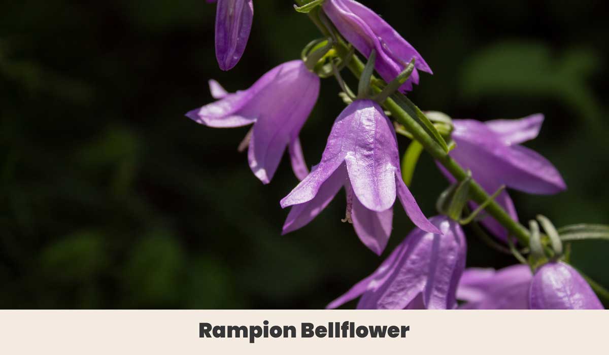 Rampion Bellflower