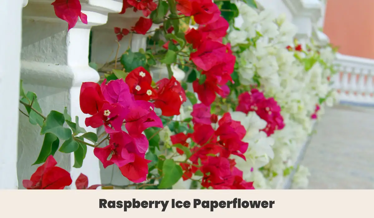 Raspberry Ice Paperflower