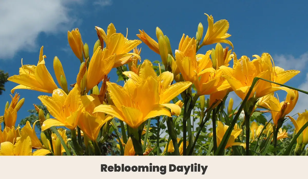 Reblooming Daylily