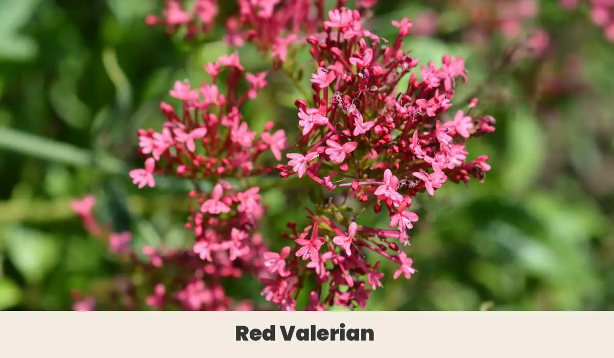 Red Valerian