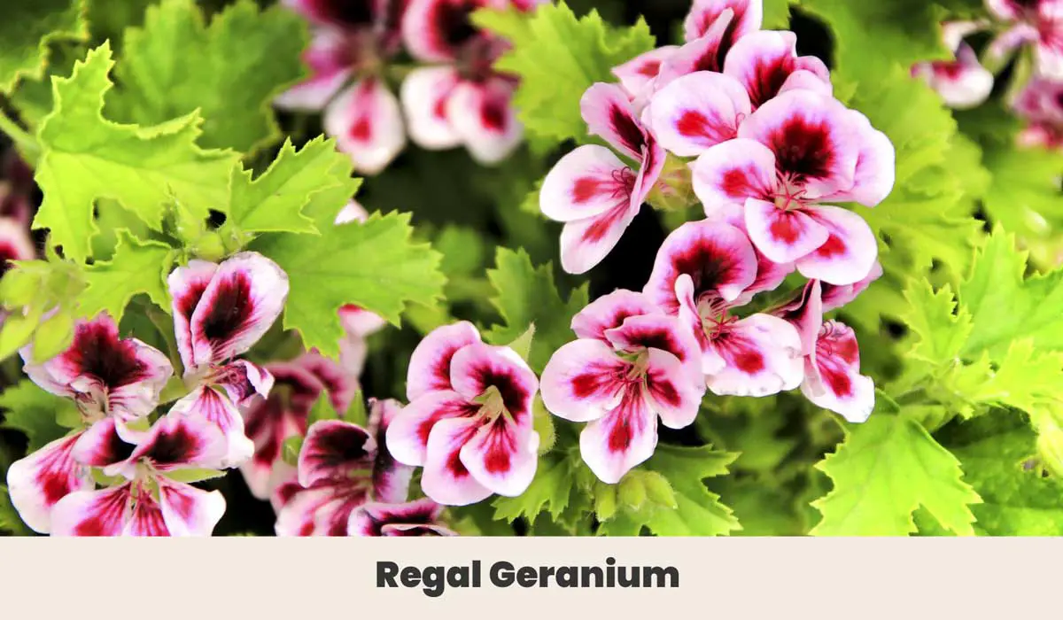 Regal geranium 1