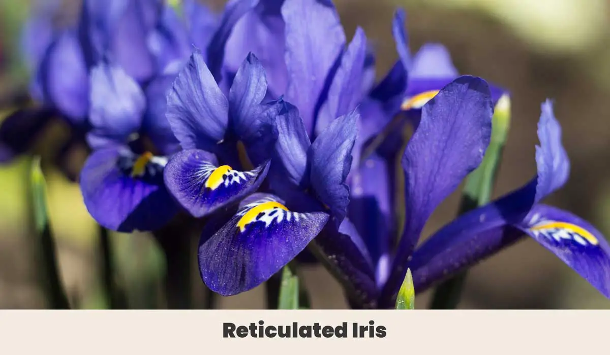 Reticulated Iris
