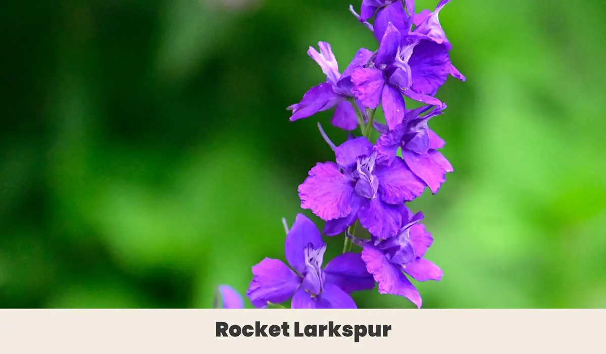 Rocket Larkspur