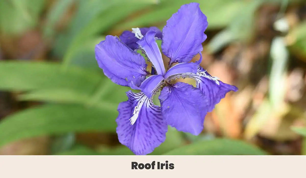Roof Iris