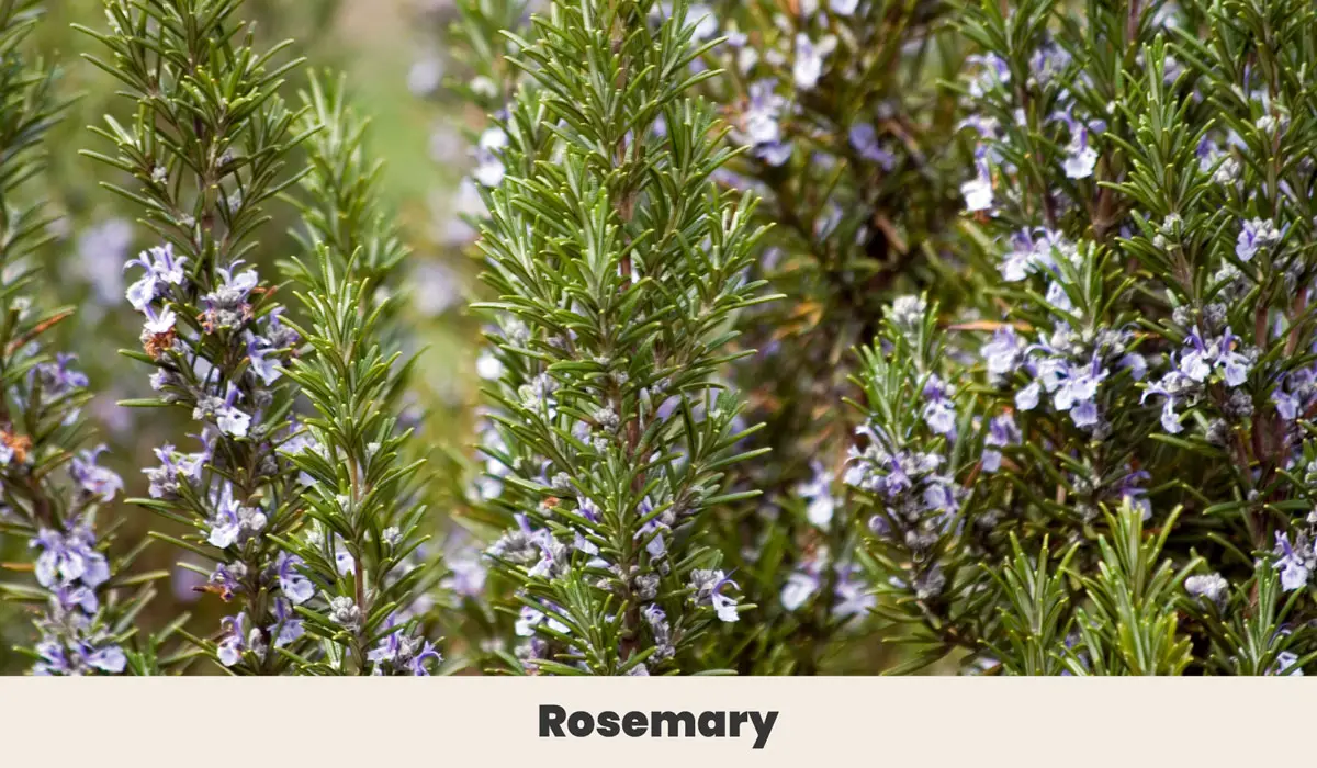 Rosemary 1