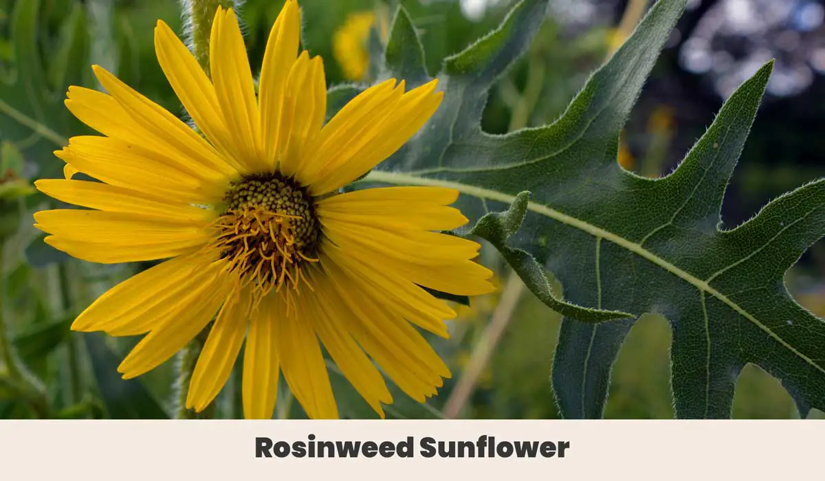 Rosinweed sunflower