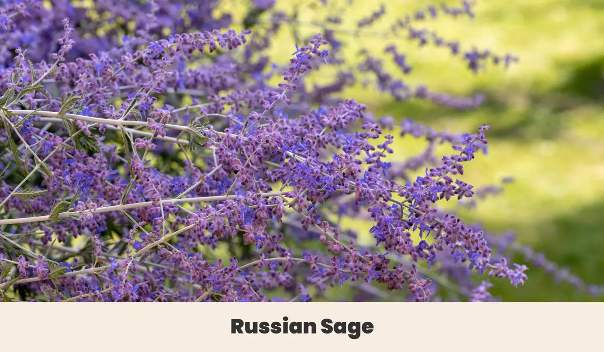 Russian Sage 1