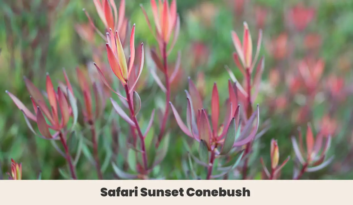 Safari Sunset Conebush