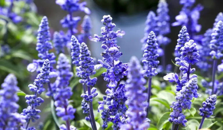 9 Loved Plants That Look Like Lavender