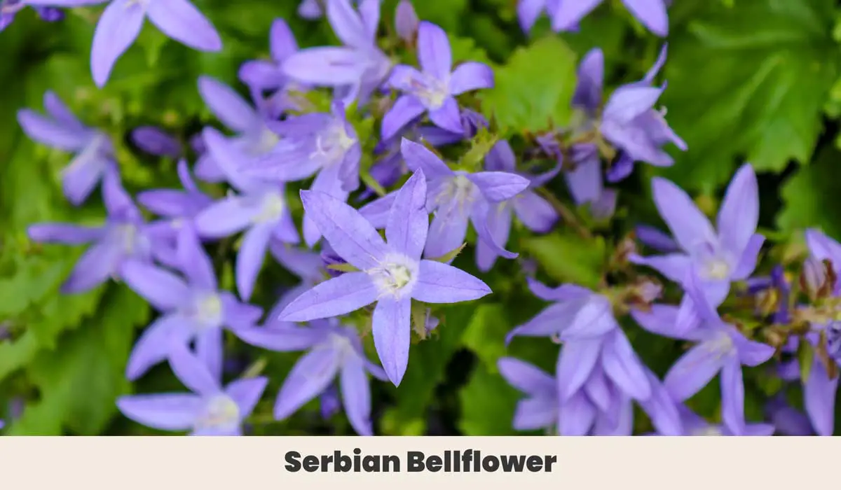 Serbian Bellflower