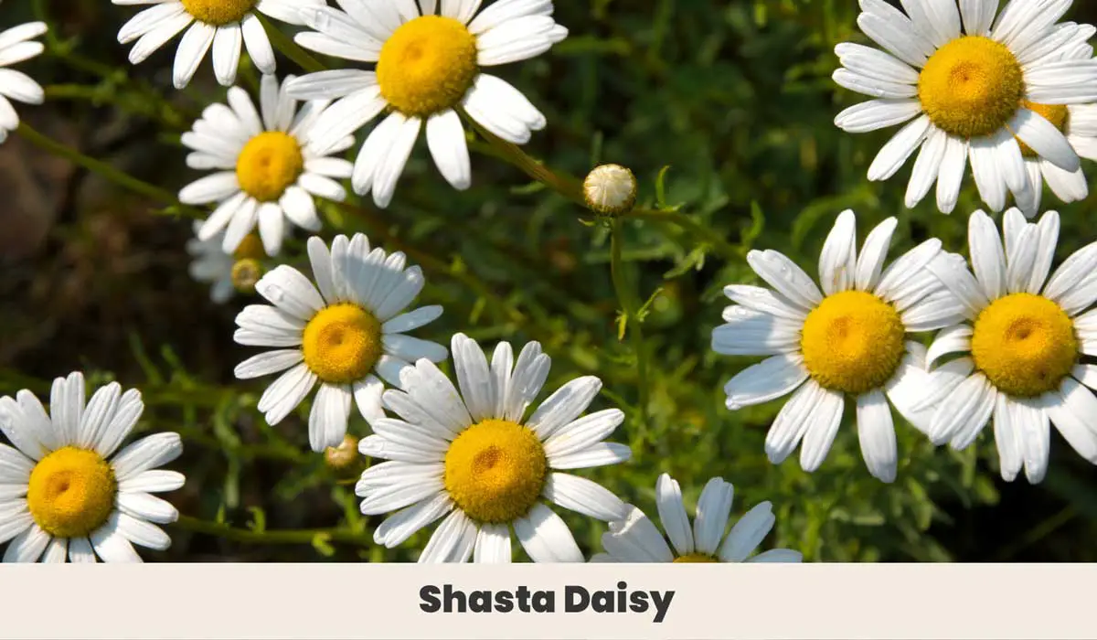 Shasta Daisy 1