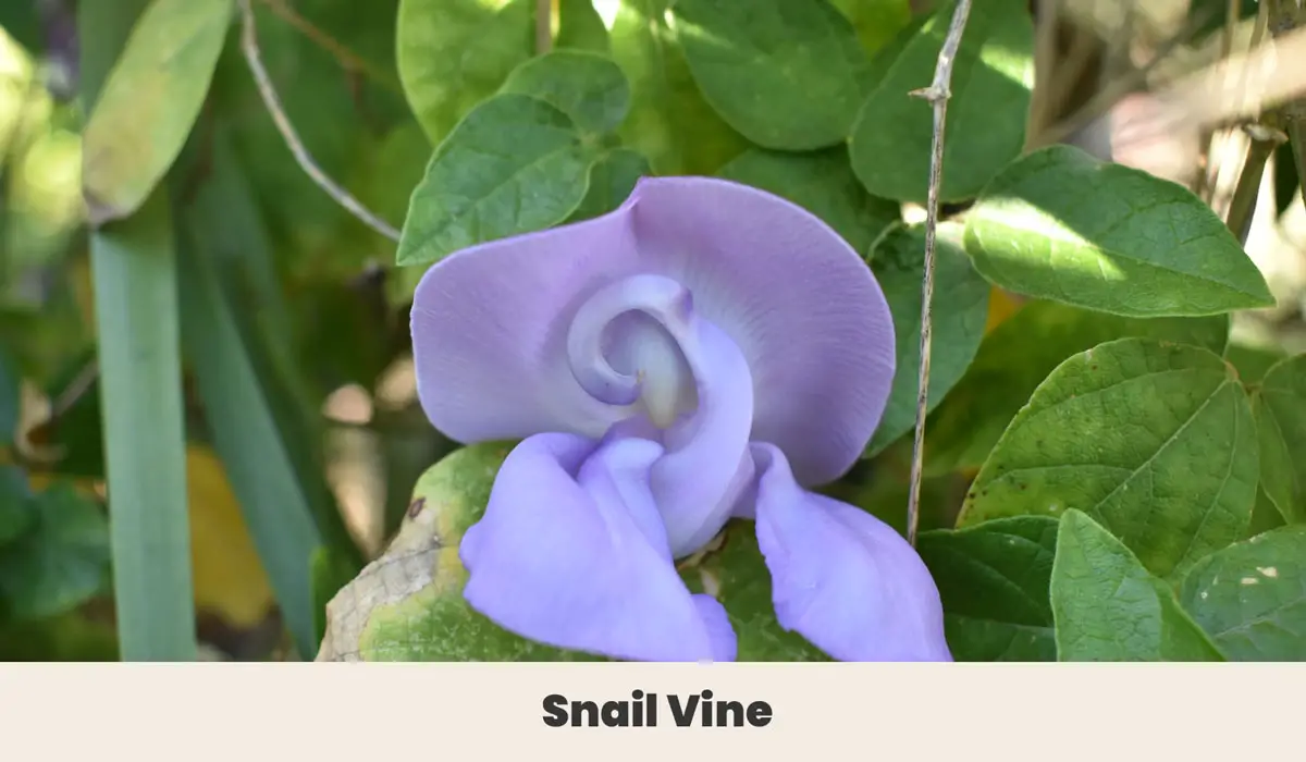 Snail Vine