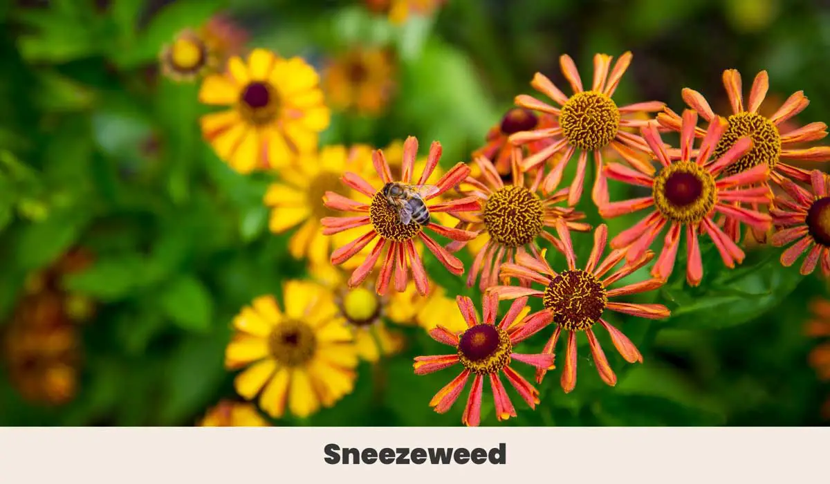 Sneezeweed 1
