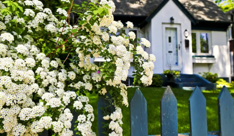 11 Low Maintenance Flowering Bushes for the Front of Your House