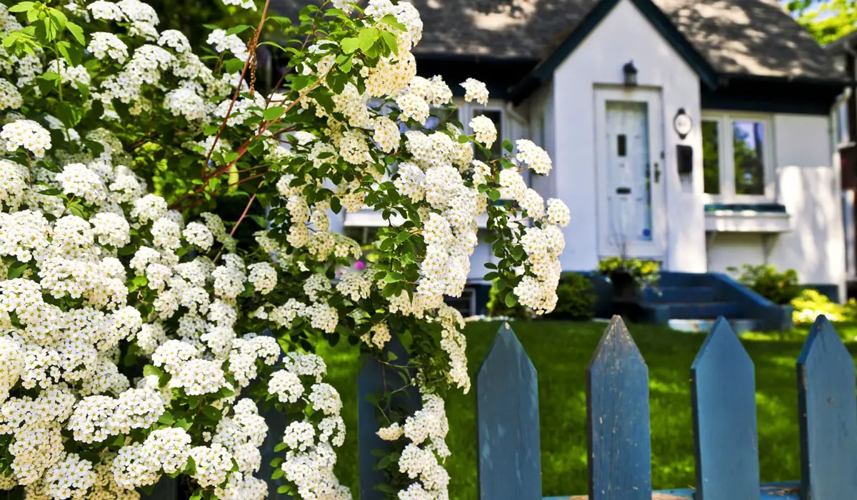Spirea Flowers infront of house