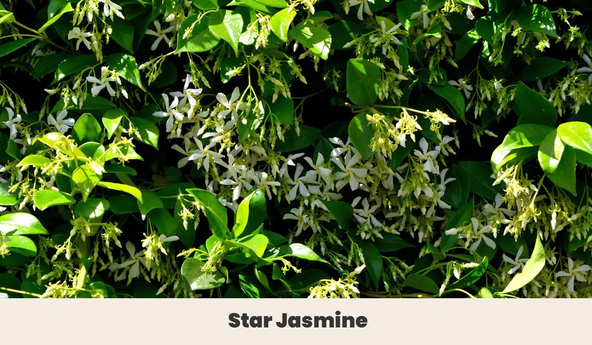 Star Jasmine