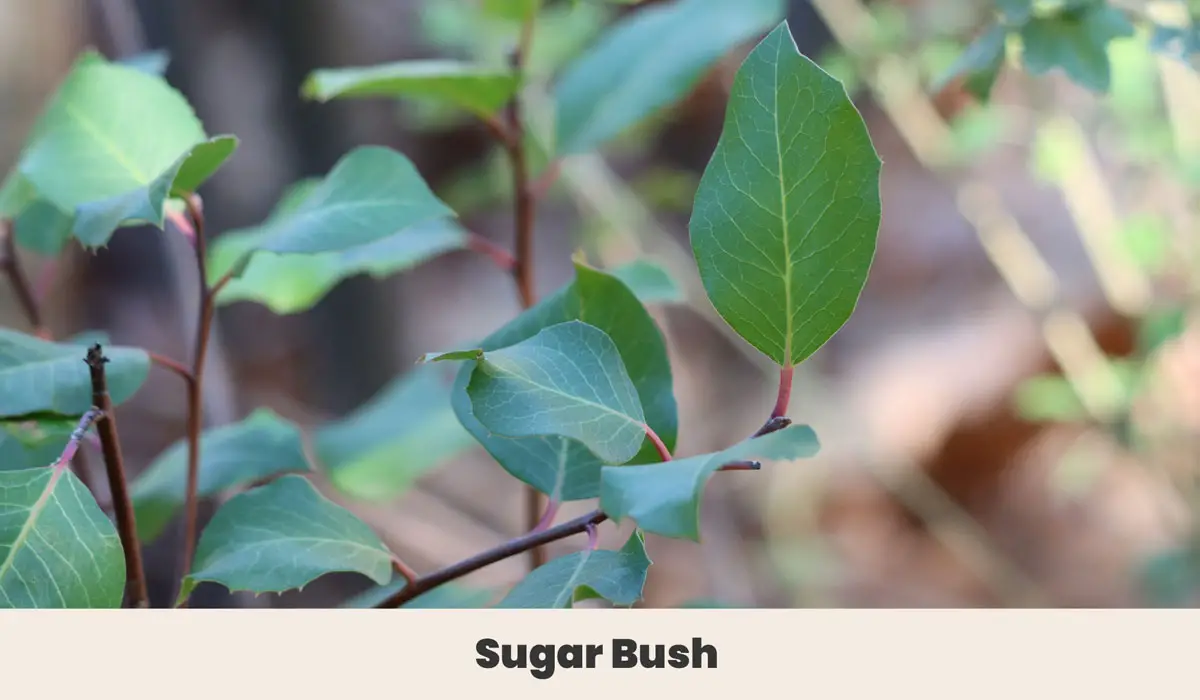 Sugar Bush