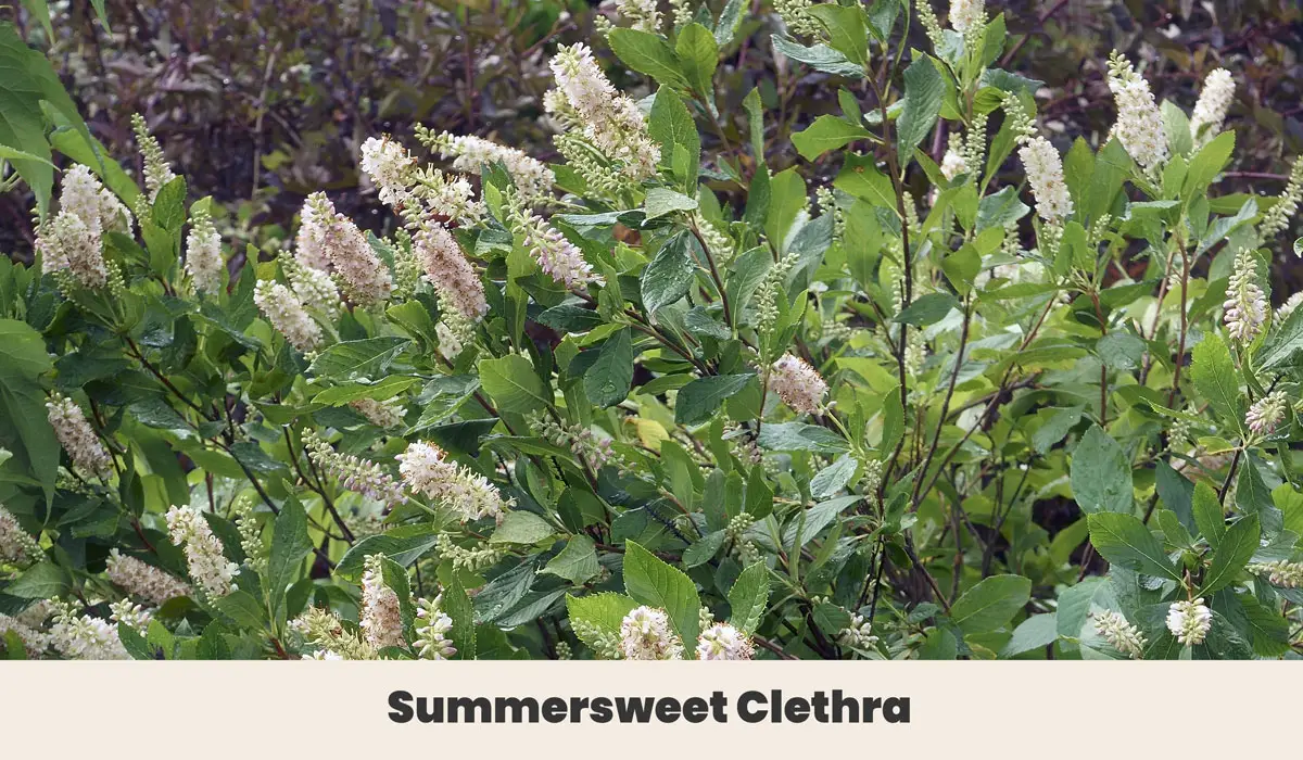 Summersweet Clethra