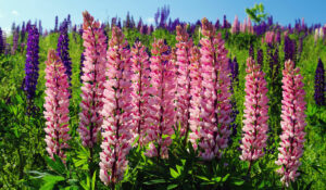 Tall pink flowering Lupins