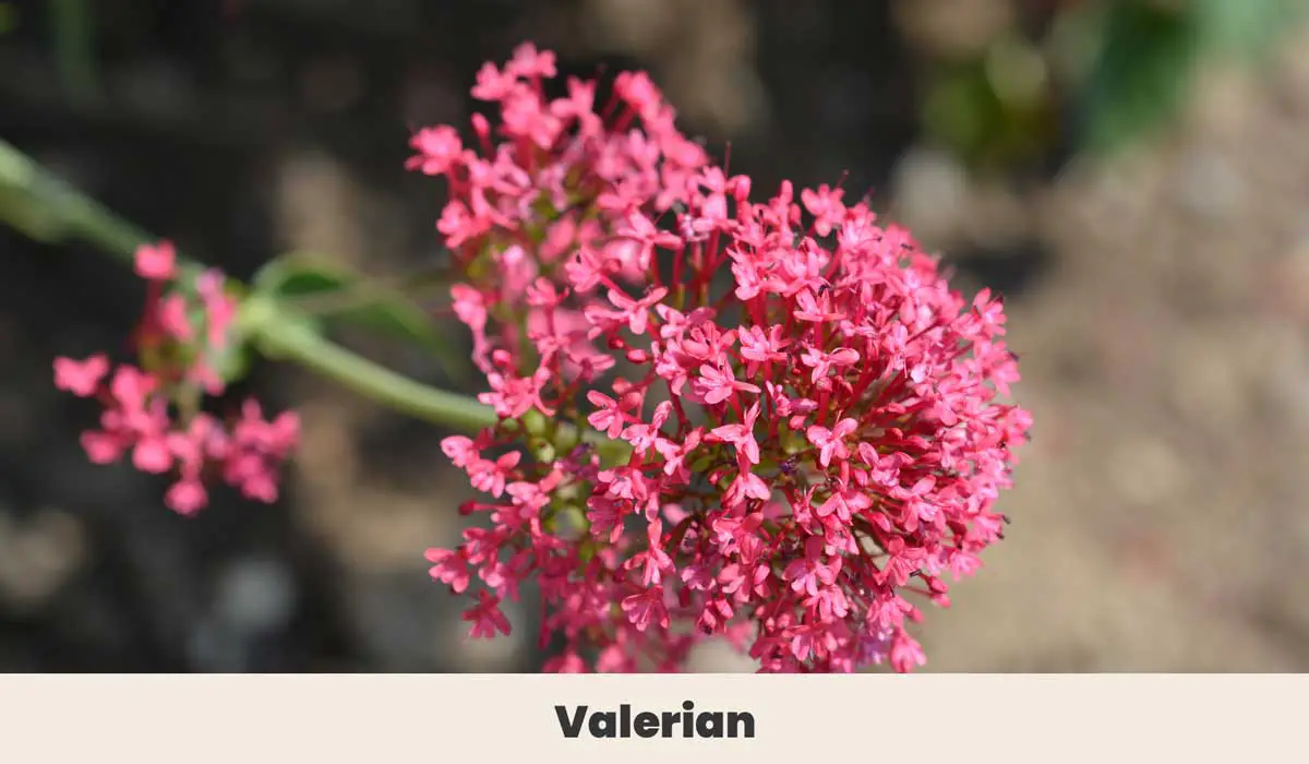 Valerian 2