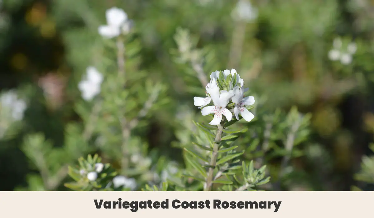Variegated Coast Rosemary