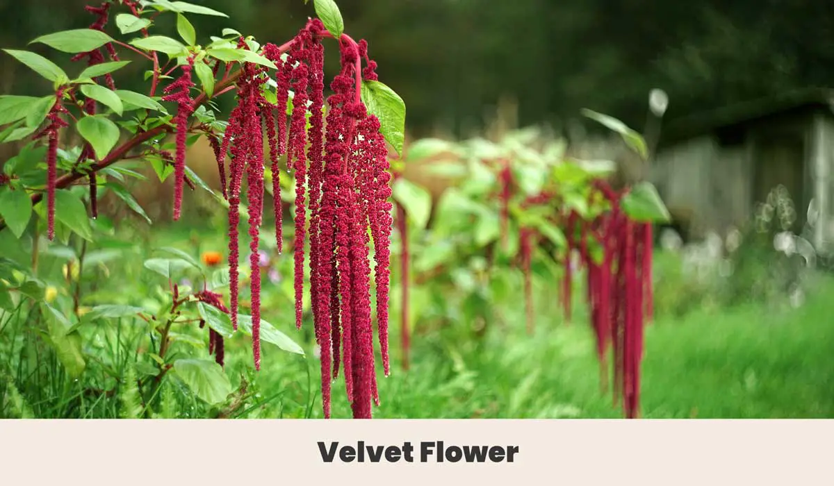 Velvet Flower