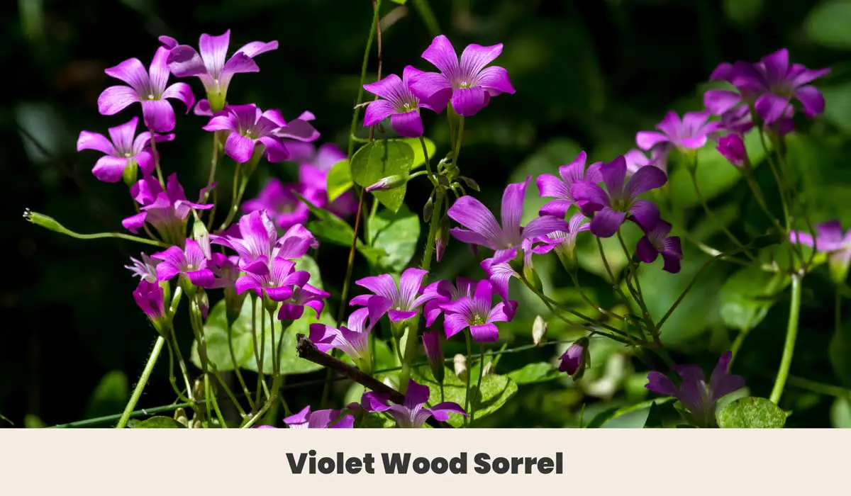 Violet Wood Sorrel 1