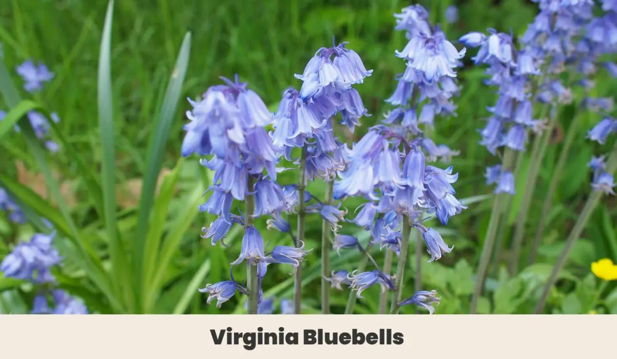 Virginia Bluebells