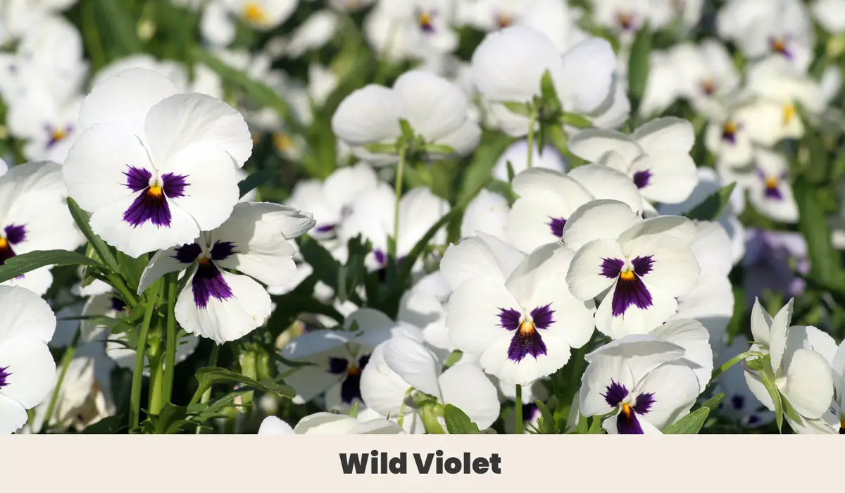 Wild Violet