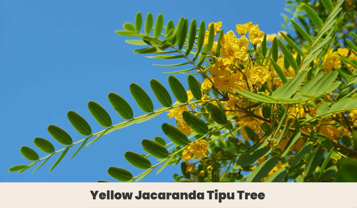 Yellow Jacaranda Tipu Tree