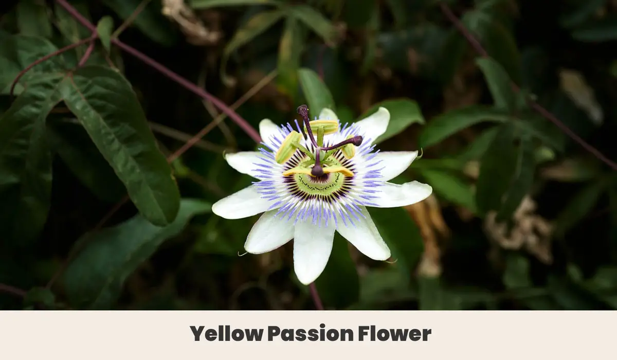 Yellow Passion Flower
