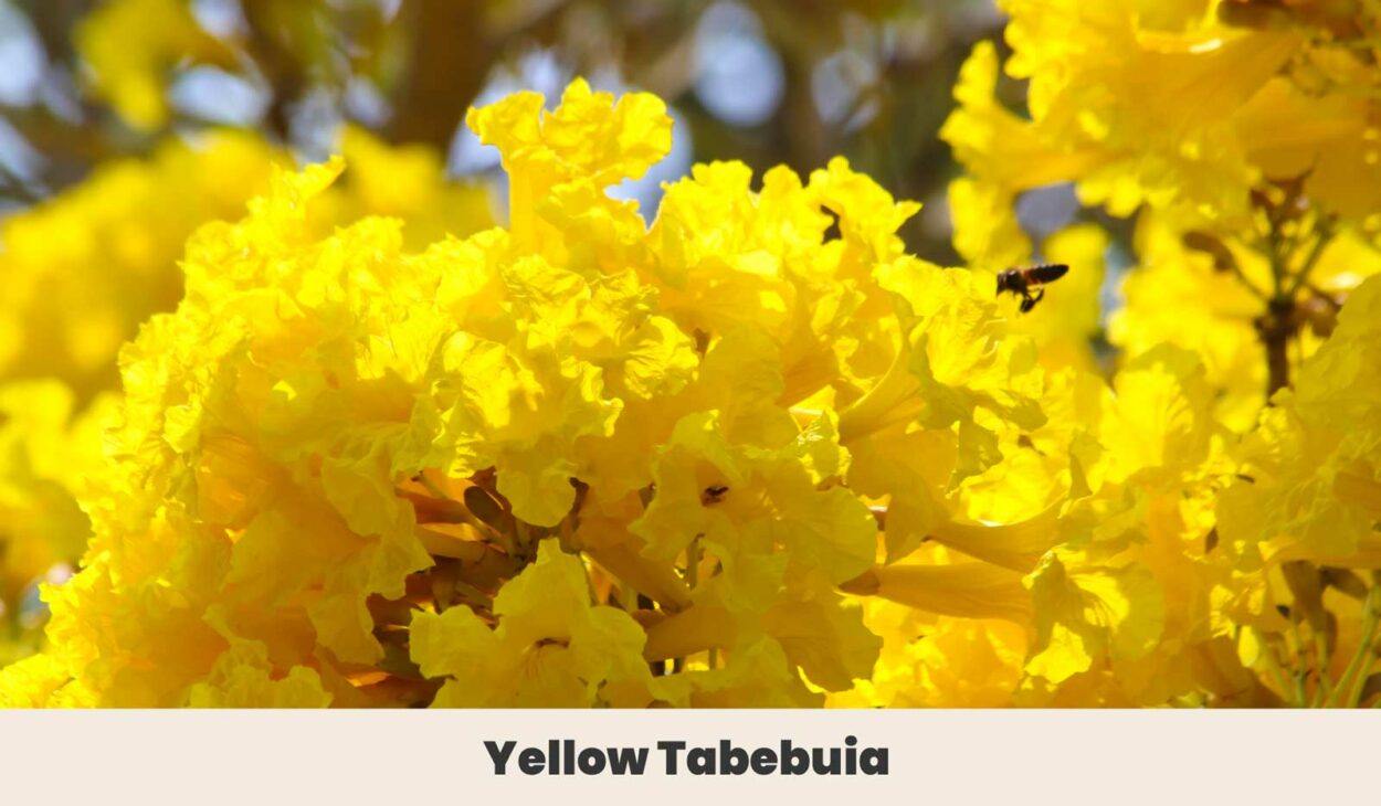 Yellow Tabebuia