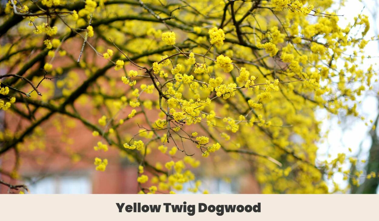 Yellow Twig Dogwood 1