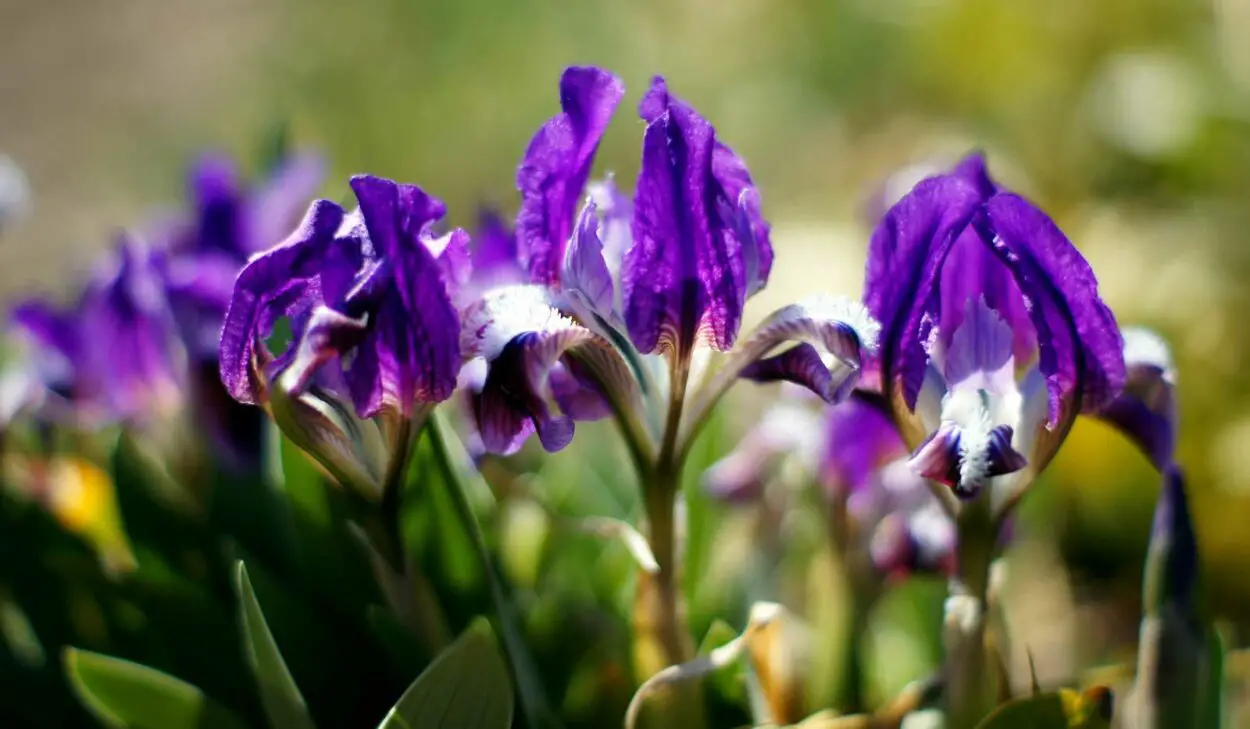 reticulated iris flower