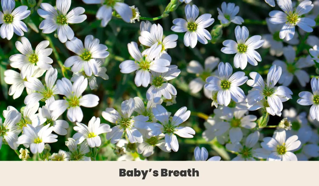 Babys Breath