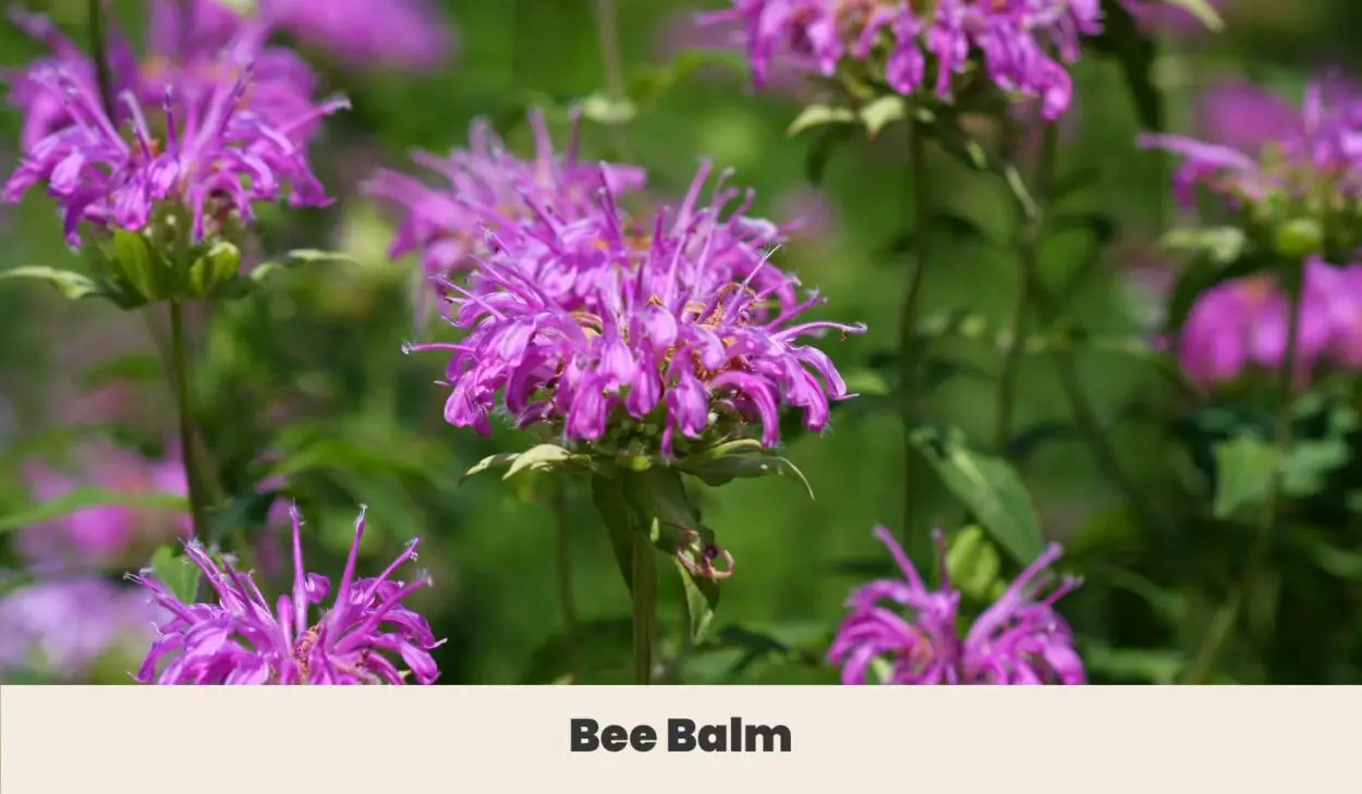 Bee balm