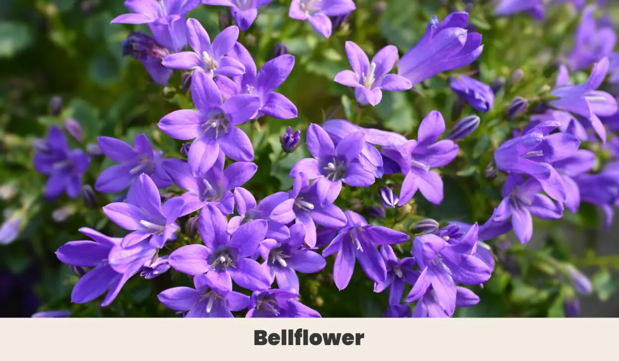 Bellflower 1