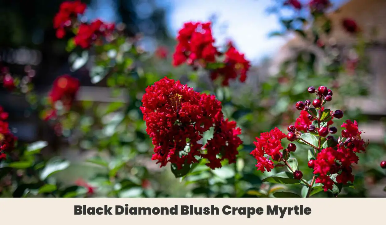 Black Diamond Blush Crape Myrtle