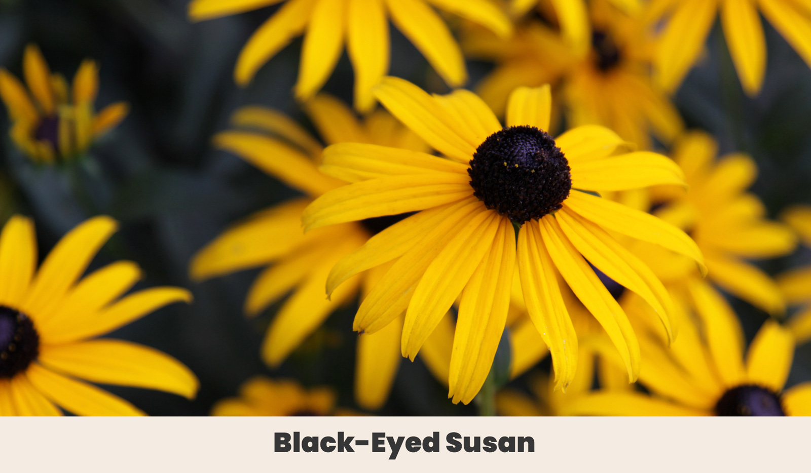 Black Eyed Susan 1