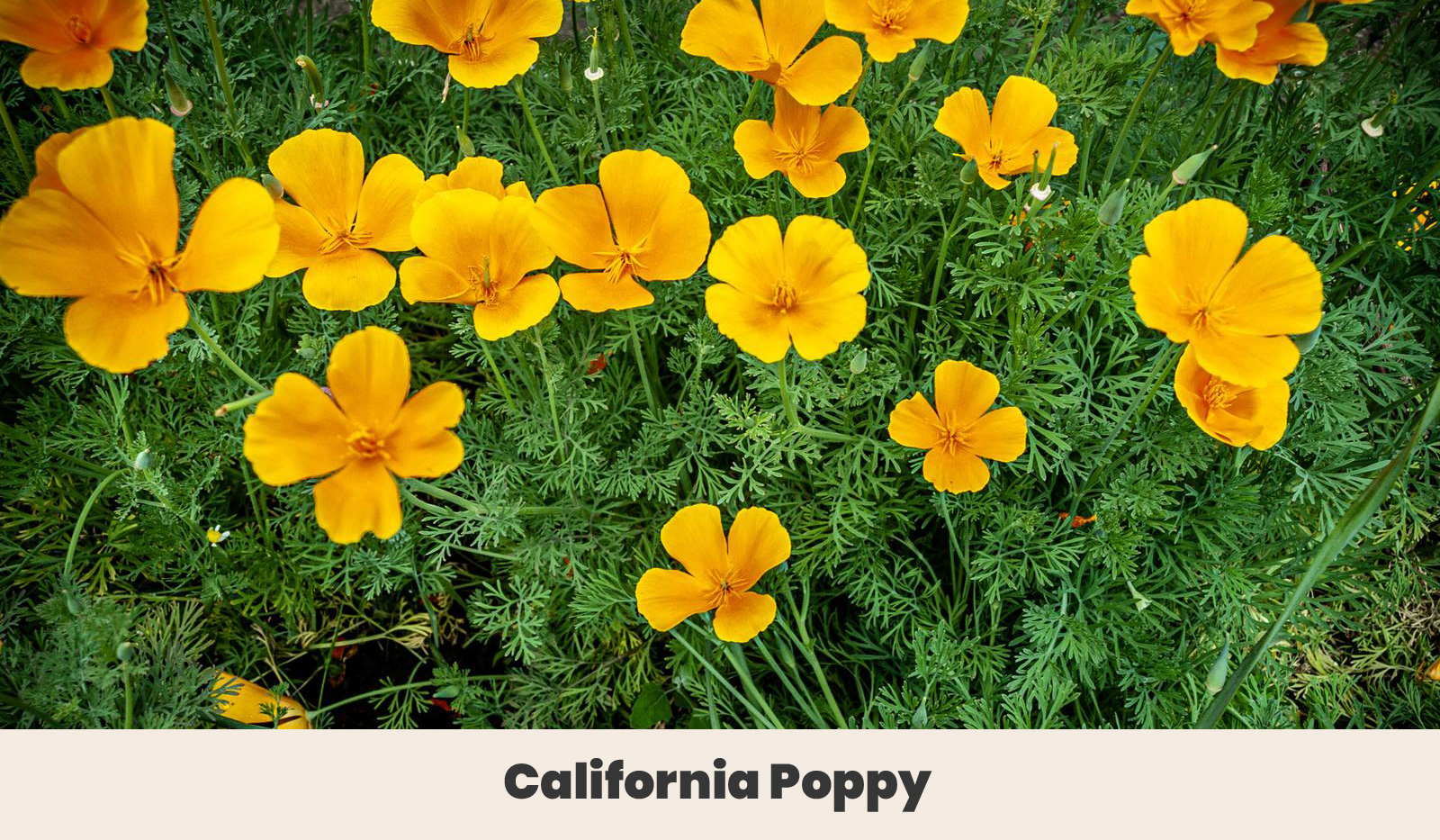 California Poppy 1