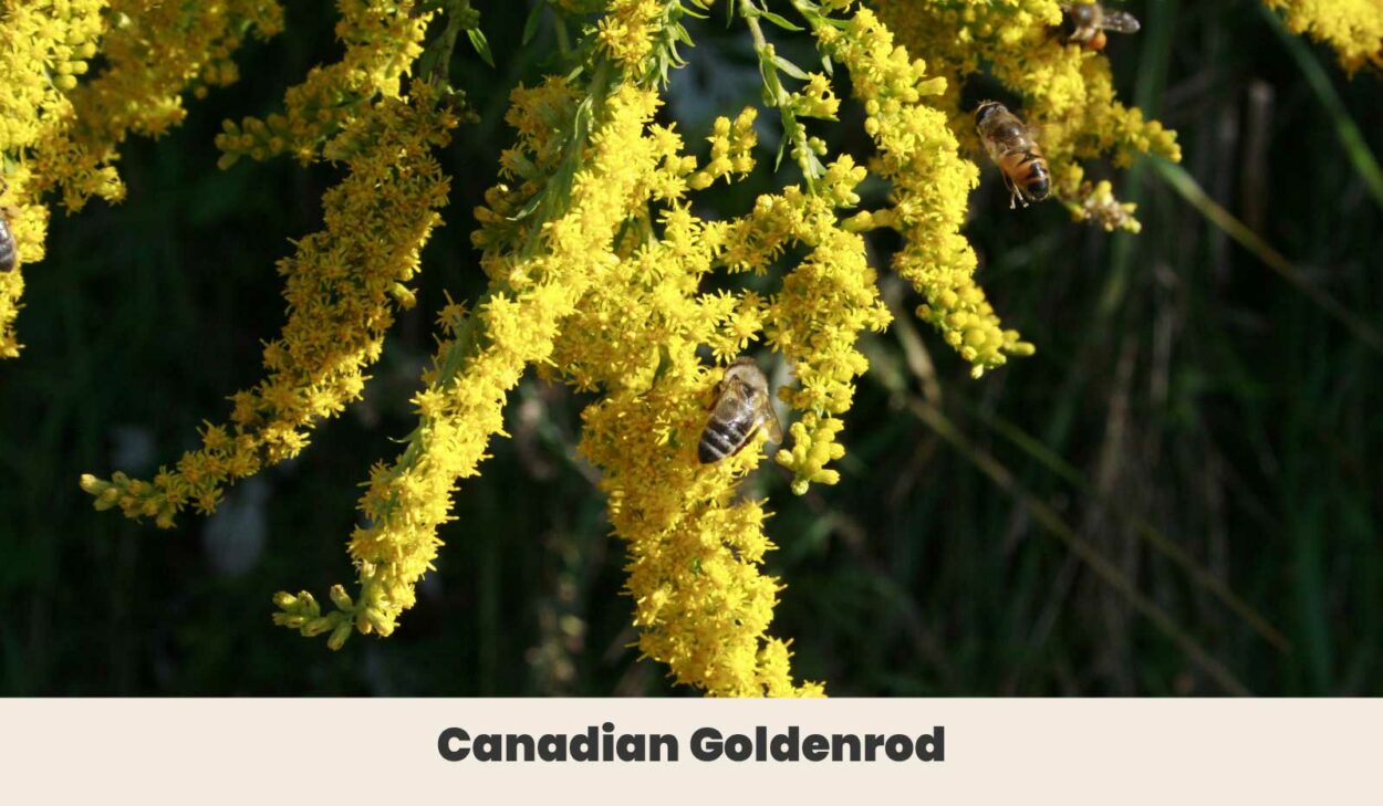 Canadian Goldenrod