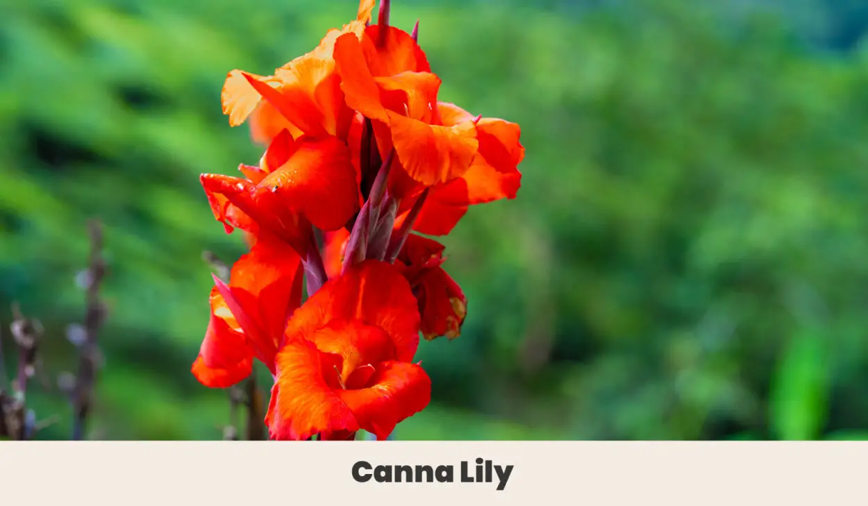 Canna Lily